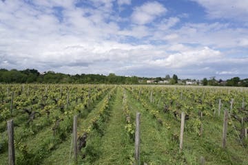 Château Haut-Bages Libéral